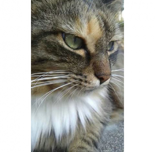 Lost Female Cat last seen W. Cypress Street at N. Fremont Avenue, Tampa, Florida, Tampa, FL 33607