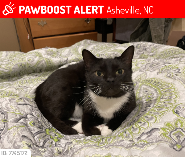 Lost Female Cat last seen Near woodland road, Asheville, NC 28804