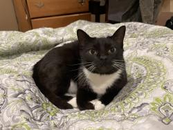 Lost Female Cat last seen Near woodland road, Asheville, NC 28804