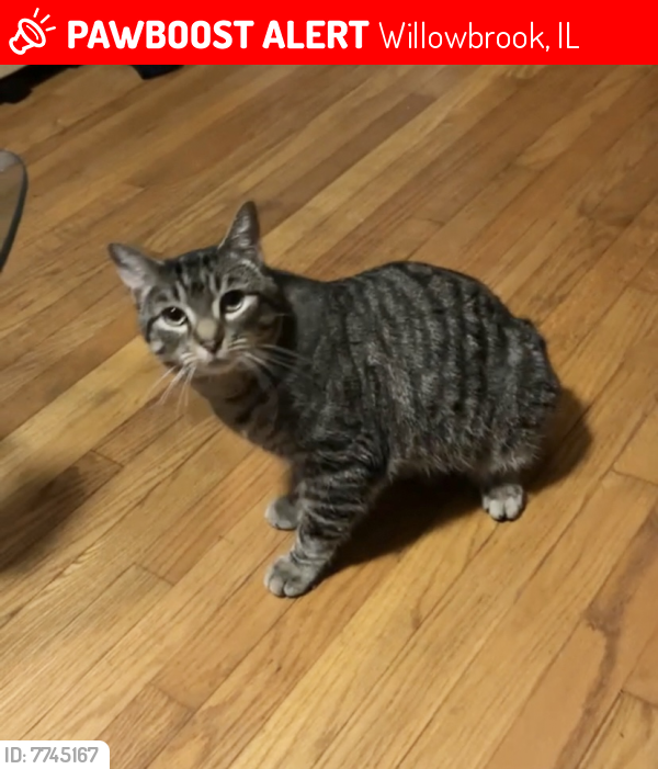 Lost Male Cat last seen 68th and Adams, Willowbrook, IL 60561