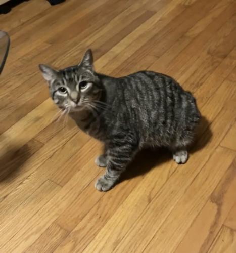 Lost Male Cat last seen 68th and Adams, Willowbrook, IL 60561