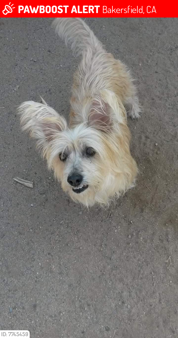 Lost Female Dog in Bakersfield, CA 93304 Named Frankie (ID: 7745459