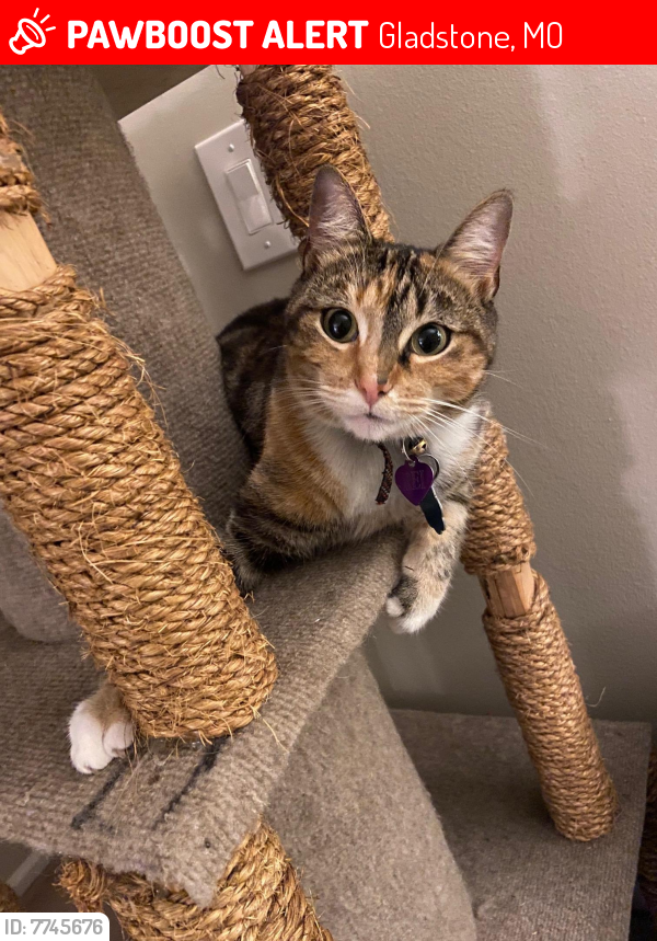 Lost Female Cat last seen NE 59th Terrace & Kendallwood Parkway & Antioch, Gladstone, MO 64119