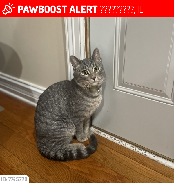 Lost Male Cat last seen Michael dr and Airport rd, ?????????, IL 60544