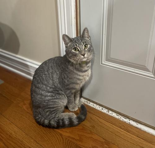 Lost Male Cat last seen Michael dr and Airport rd, ?????????, IL 60544