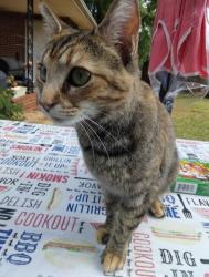 Lost Female Cat last seen Carey Street, Anderson, SC 29624