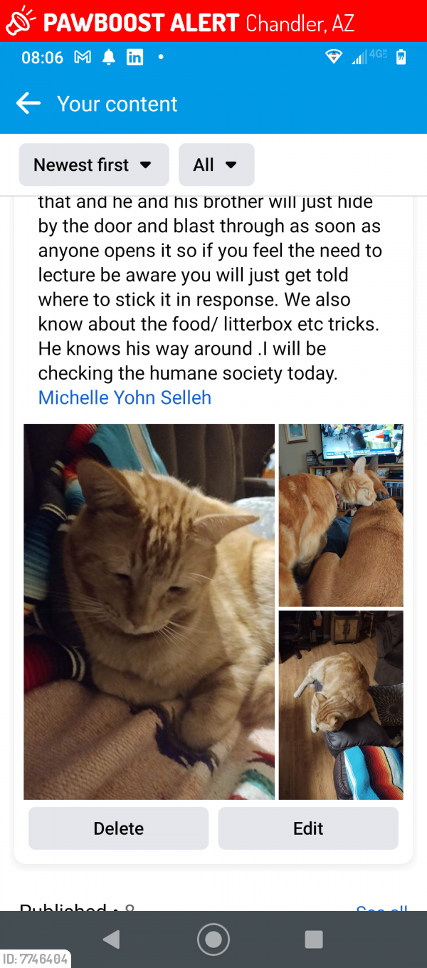 Lost Male Cat last seen Orchid and Golden, Chandler, AZ 85225