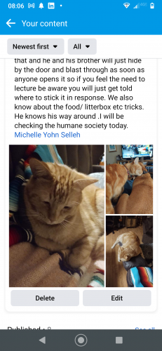 Lost Male Cat last seen Orchid and Golden, Chandler, AZ 85225