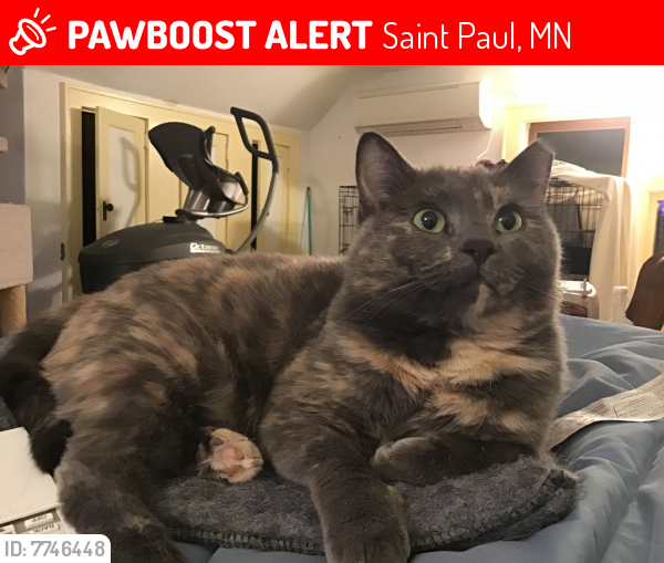 Lost Female Cat last seen Selby and Prior, Saint Paul, MN 55104