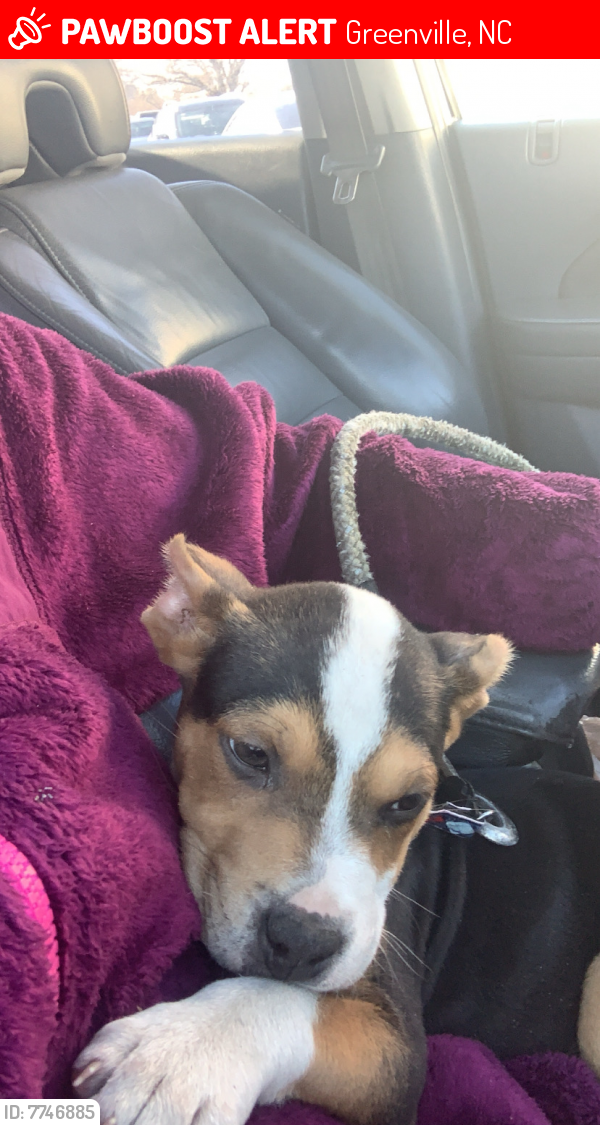 Lost Male Dog last seen Summer place apmts , Greenville, NC 27834
