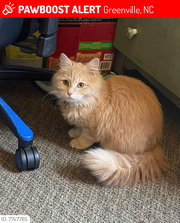 Lost Female Cat last seen Joe's Country, Greenville, NC 27834