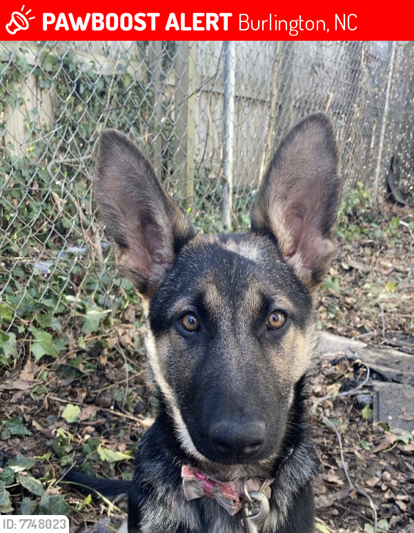 Lost Female Dog last seen Near n church st , Burlington, NC 27217