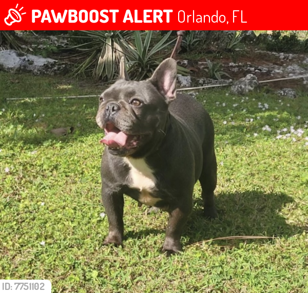Lost Female Dog last seen Rose Blvd and Tampa Ave, Orlando, FL 32839
