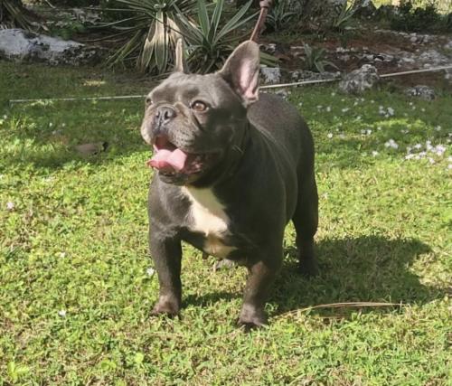 Lost Female Dog last seen Rose Blvd and Tampa Ave, Orlando, FL 32839