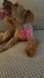 Lost Female Dog last seen Nw9 5bx, Greater London, England NW9 5BX