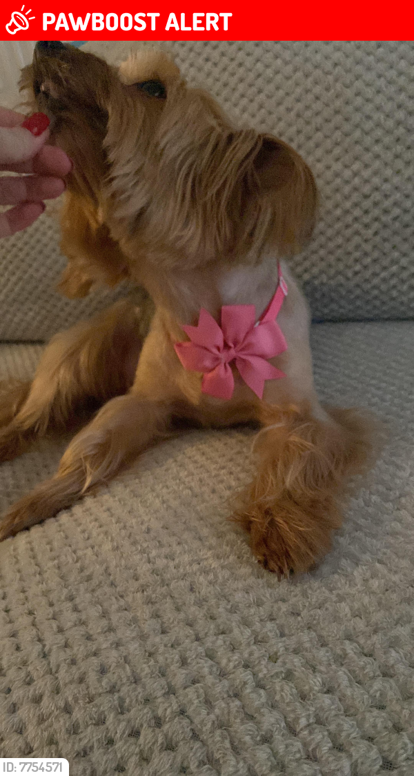 Lost Female Dog last seen Nw9 5bx, Greater London, England NW9 5BX