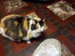 Reunited Female Cat last seen Wakefield Ave., Hampton, VA 23661
