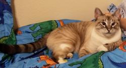 Lost Male Cat last seen Elkhorn and Jones , Las Vegas, NV 89131