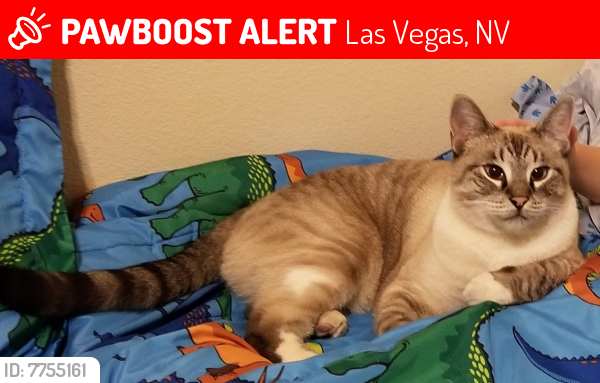 Lost Male Cat last seen Elkhorn and Jones , Las Vegas, NV 89131