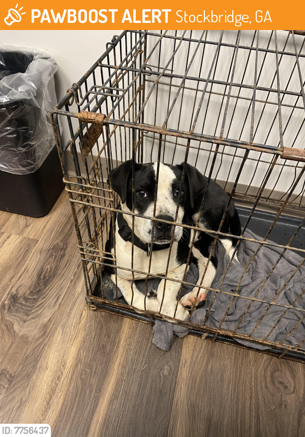 Found/Stray Male Dog last seen Near south crest drive , Stockbridge, GA 30281