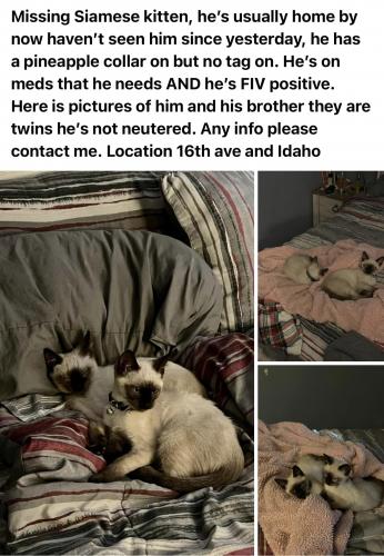 Lost Male Cat last seen 16th ave and Idaho , Apache Junction, AZ 85120