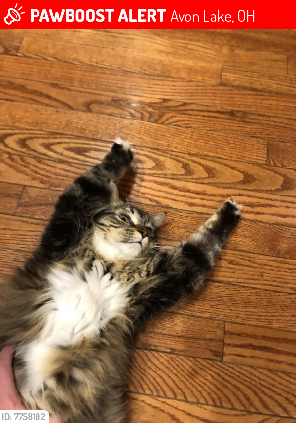 Lost Male Cat last seen James circle, Avon Lake, OH 44012