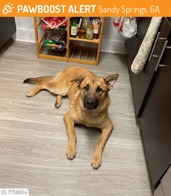 Rehomed Male Dog last seen Near 860 Marietta Blvd NW, Atlanta, GA 30318, Sandy Springs, GA 30328