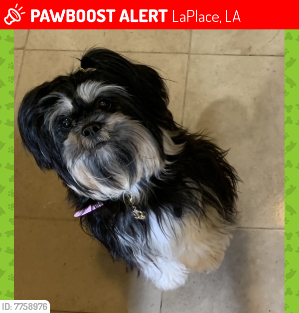 Lost Female Dog last seen Concord st, LaPlace, LA 70068