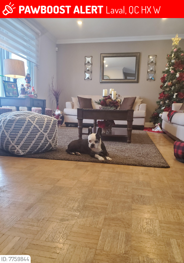 Lost Female Dog last seen Saint-Dorothee , Laval, QC H7X 2W6