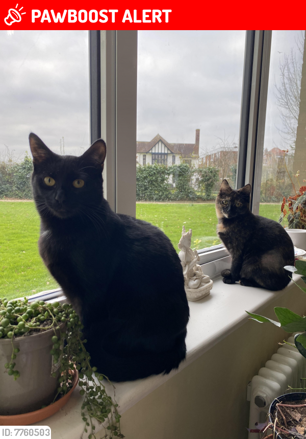 Lost Female Cat In Southend On Sea England Ss0 9hu Named Dory Id 7760503 Pawboost 