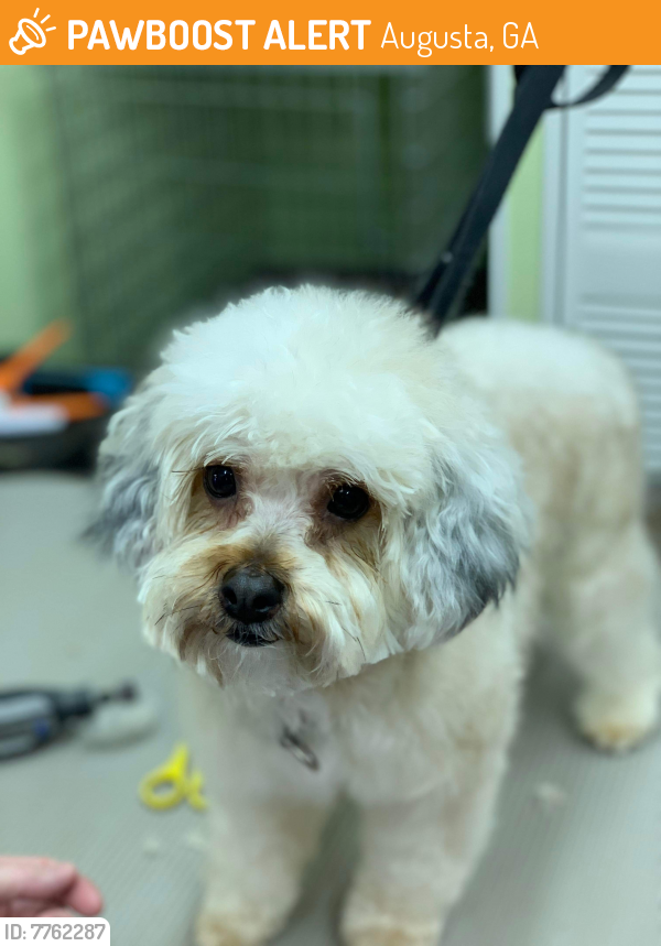Found/Stray Female Dog last seen The Orchard, Augusta, GA 30815