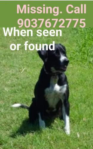 Lost Female Dog last seen Cr1126/ FM275 s, Hopkins County, TX 75433