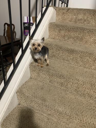 Lost Male Dog last seen Ingrid place & Nalley Rd , Prince George's County, MD 20785