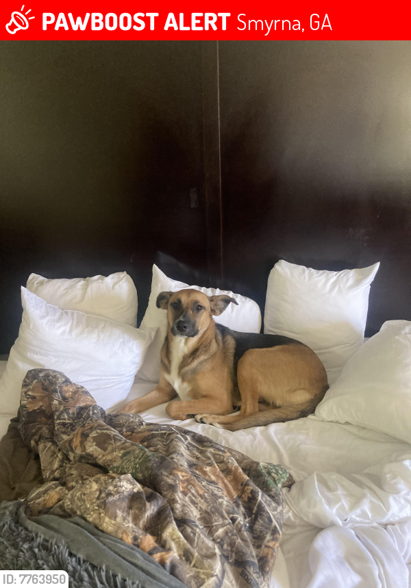 Lost Female Dog last seen Highland parkway SE, Smyrna, GA 30080