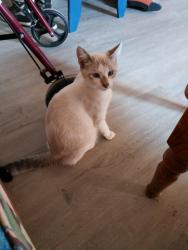 Lost Male Cat last seen Green Meadow Drive & Rockbrook, San Angelo, TX 76904
