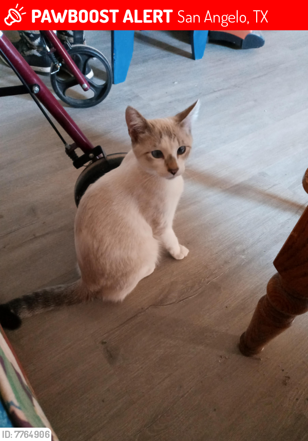 Lost Male Cat last seen Green Meadow Drive & Rockbrook, San Angelo, TX 76904