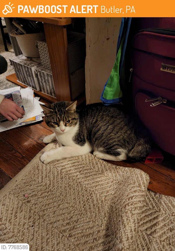 Rehomed Male Cat last seen Heim Ave by French and Belgium club , Butler, PA 16001