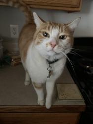 Lost Male Cat last seen W Peregrine dr and Eagle, Nampa, ID 83651