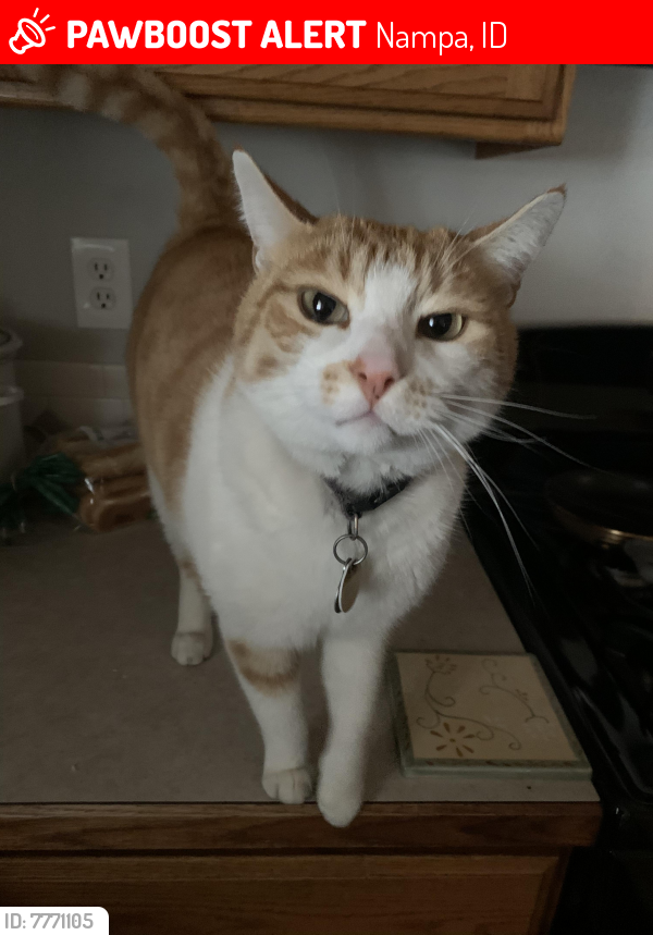 Lost Male Cat last seen W Peregrine dr and Eagle, Nampa, ID 83651