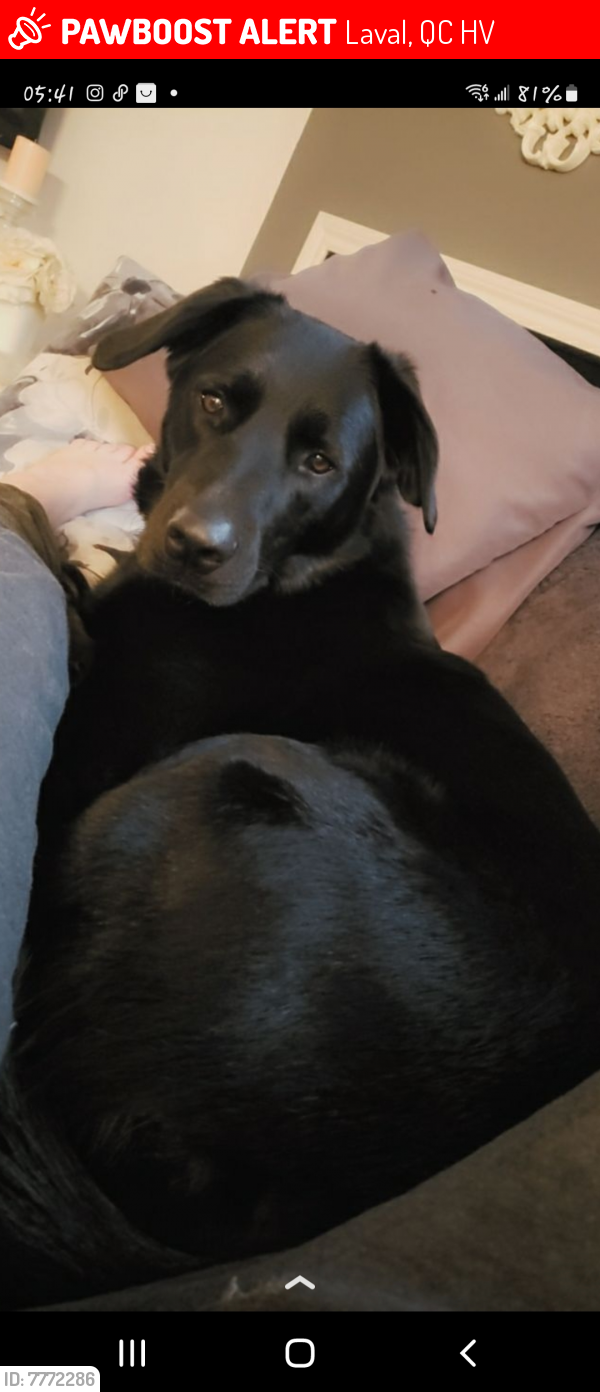Lost Female Dog last seen Jules-huot, Laval, QC H7V