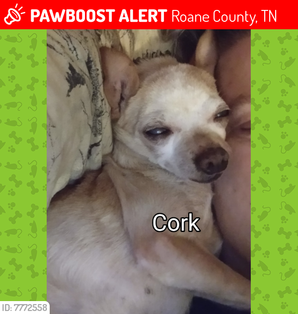 Lost Male Dog last seen Hassler Mill Rd and Heidle Rd, Roane County, TN 37748