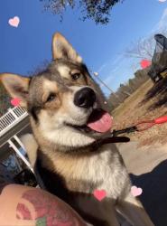 Lost Male Dog last seen Hobbs Crossroads , Lynchburg, SC 29080