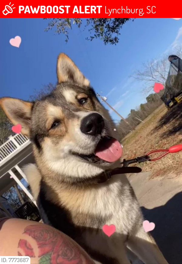Lost Male Dog last seen Hobbs Crossroads , Lynchburg, SC 29080