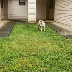Lost Male Dog last seen FAIRGREEN, Houston, TX 77047