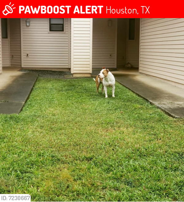 Lost Male Dog last seen FAIRGREEN, Houston, TX 77047