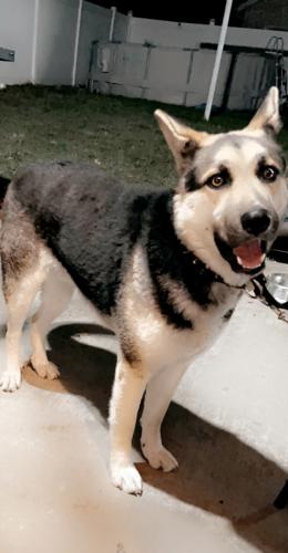 Lost Male Dog last seen Near broadway and 47th , Gary, IN 46408