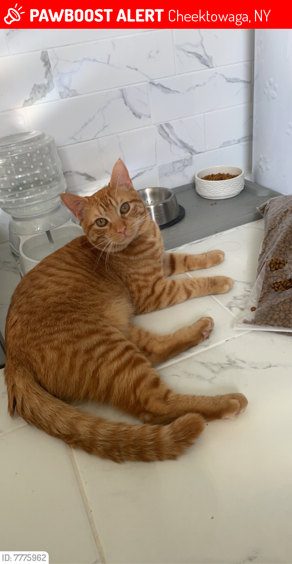 Cheektowaga, NY Lost Male Cat, Momo Is Missing PawBoost