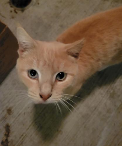 Lost Unknown Cat last seen Near SW Williston Rd, Gainesville, FL 32608, Gainesville, FL 32608