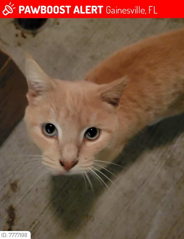 Lost Unknown Cat last seen Near SW Williston Rd, Gainesville, FL 32608, Gainesville, FL 32608