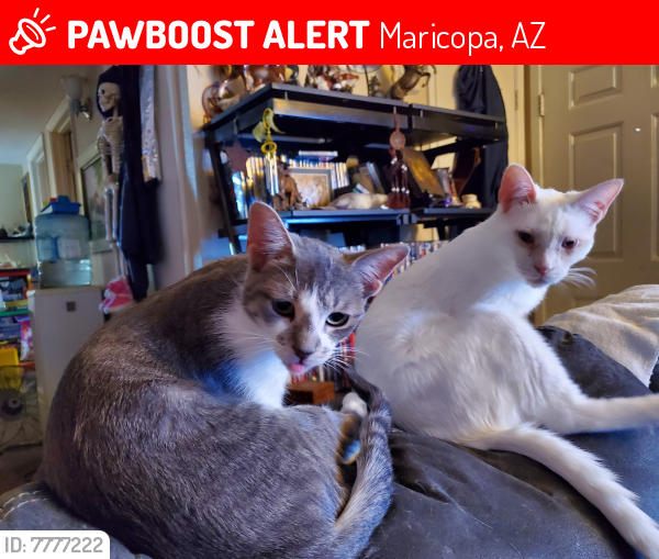 Lost Female Cat last seen Giallo , Maricopa, AZ 85138